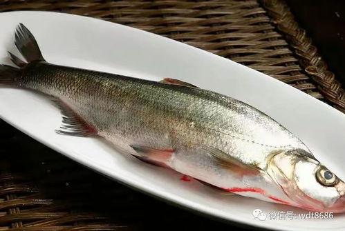 网红吃八瓜鱼,惊险刺激的味蕾冒险之旅