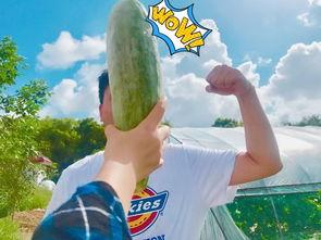 网红吃瓜意味什么