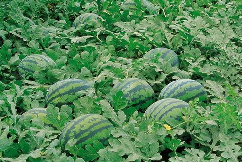 康县网红 吃瓜群微信,揭秘网络社交新现象