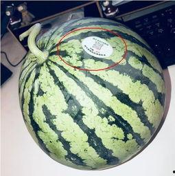 新泰网红吃瓜,揭秘网络红人的幕后故事