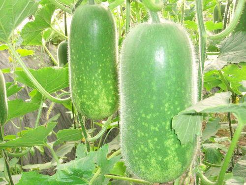 推特网红吃瓜福利大全