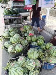 温县网红吃瓜事件,一场网络狂欢背后的真相与反思