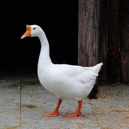 鹅鹅女网红吃瓜,揭秘娱乐圈幕后真相