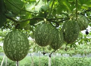 网红吃瓜照片全集大全图片,捕捉娱乐圈最热话题瞬间