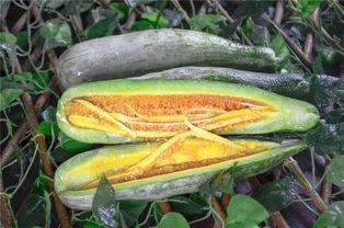 可以吃网红瓜的连接,跟随链接探寻网络热点背后的故事