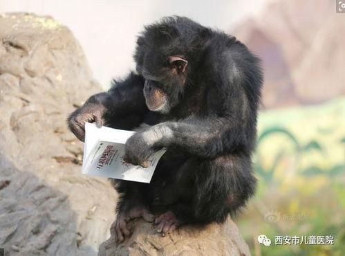 嘴像猩猩一样吃瓜的网红,吃瓜姿势引网友热议