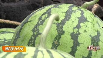 吃瓜网备用线路,畅享无阻的娱乐新体验